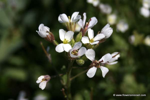 Flora en Israel